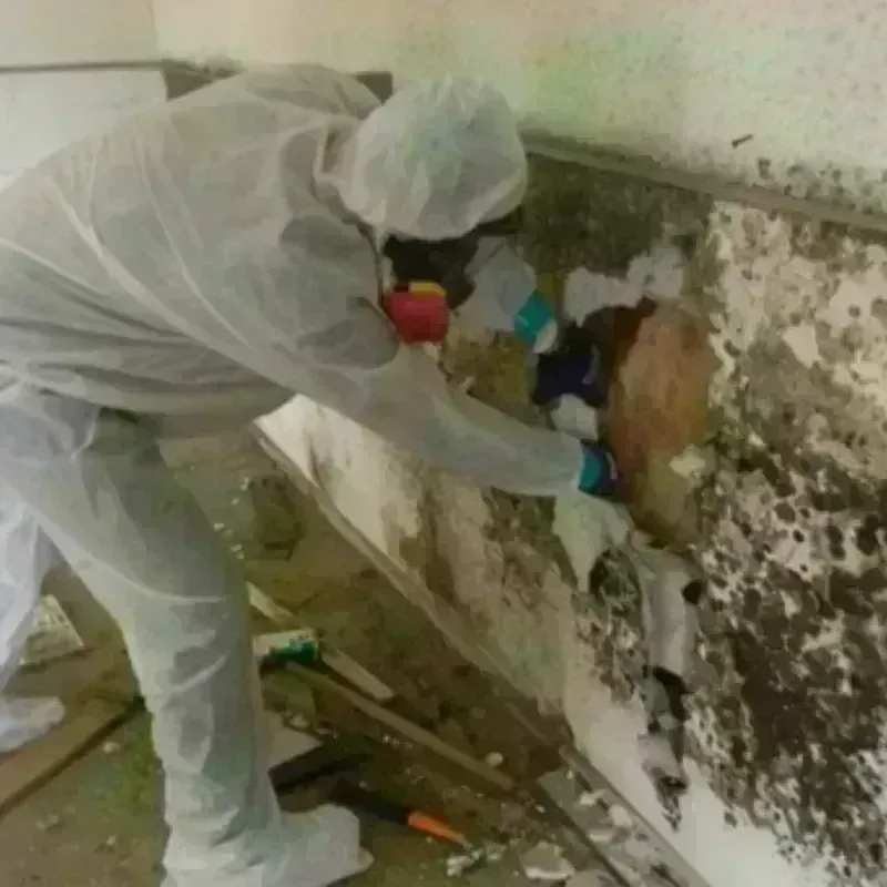 Mold Remediation and Removal in Rising Sun, MD